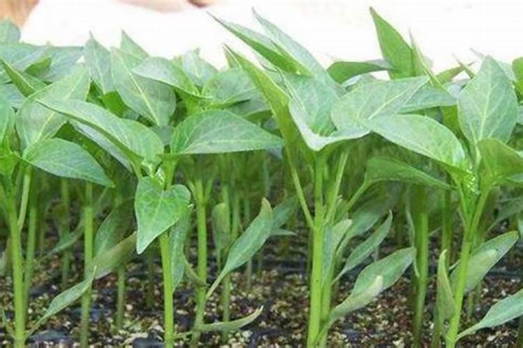 辣椒移栽后几天施肥和打药