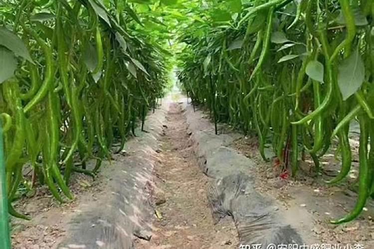 辣椒幼苗什么时候施肥