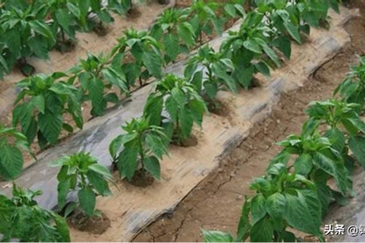 辣椒苗种下后多久能施肥？