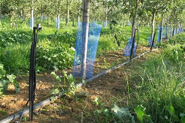 水肥一体化技术,在矮砧密植苹果园的使用方法是怎样的？