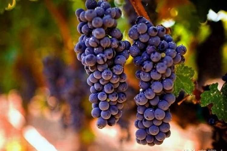 种植葡萄用什么肥最好