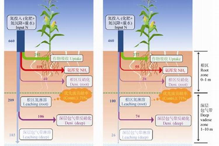 铵态氮肥有什么特点