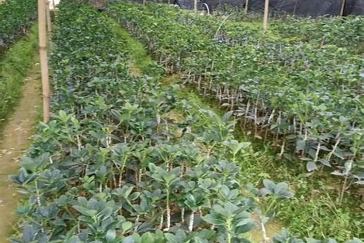 红薯发根后如何栽种