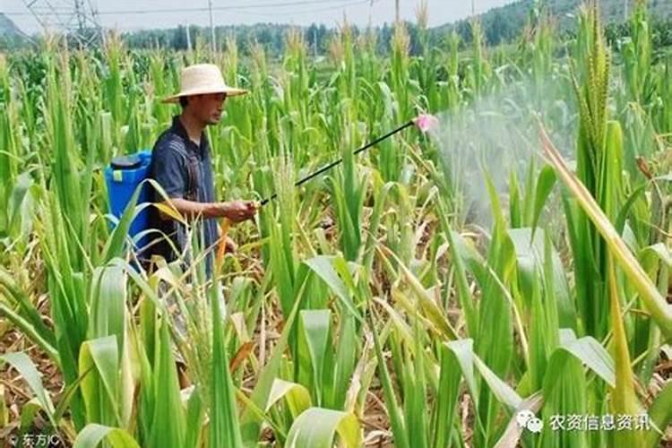 长寿花什么时候施化肥 怎么施肥最好