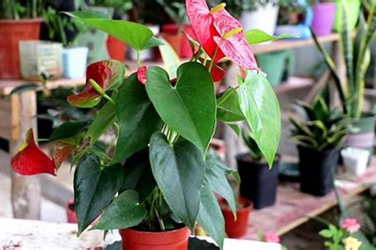 硝酸可以制氮肥吗