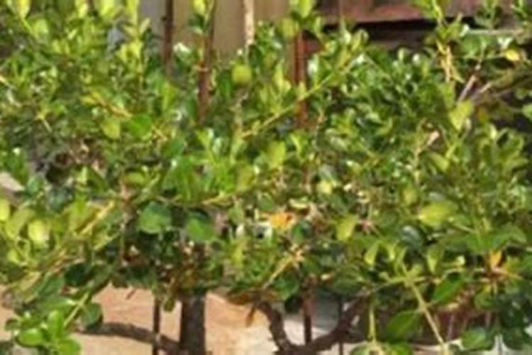 黄土高原是什么土壤