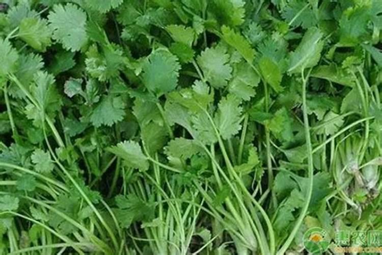 黄土和黑土的区别是什么