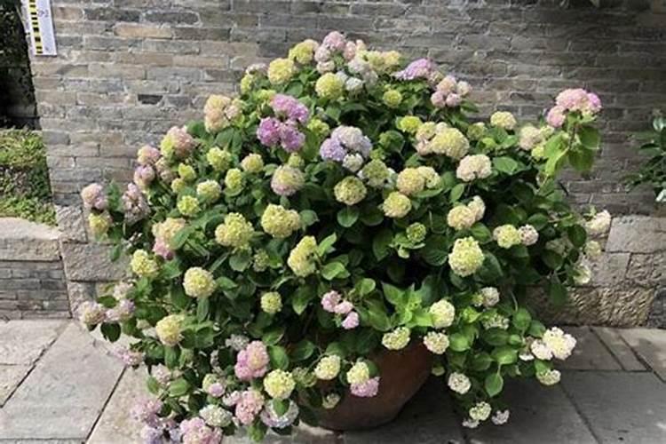 玉米使用高钾水溶与磷酸二氢钾哪个好