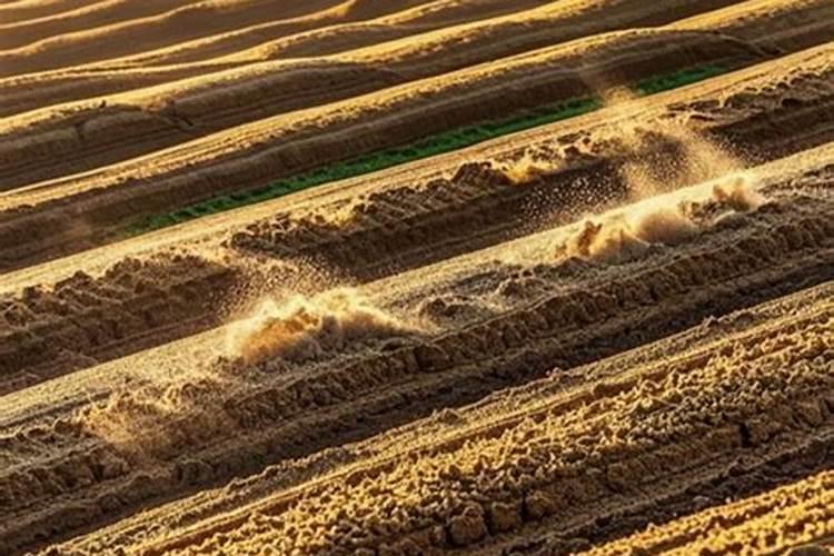 水稻分蘖期喷什么叶面肥好