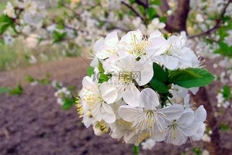昆明炒花生有哪些品牌