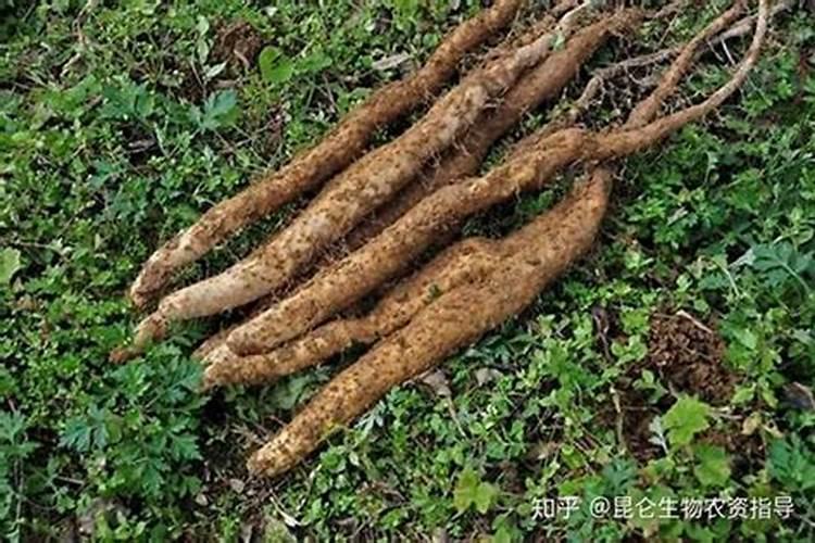 山药种植用什么肥料最科学