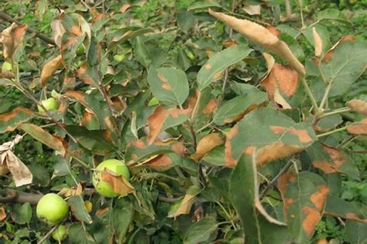 黄豆开花用什么药能高产 种一亩纯利润多少