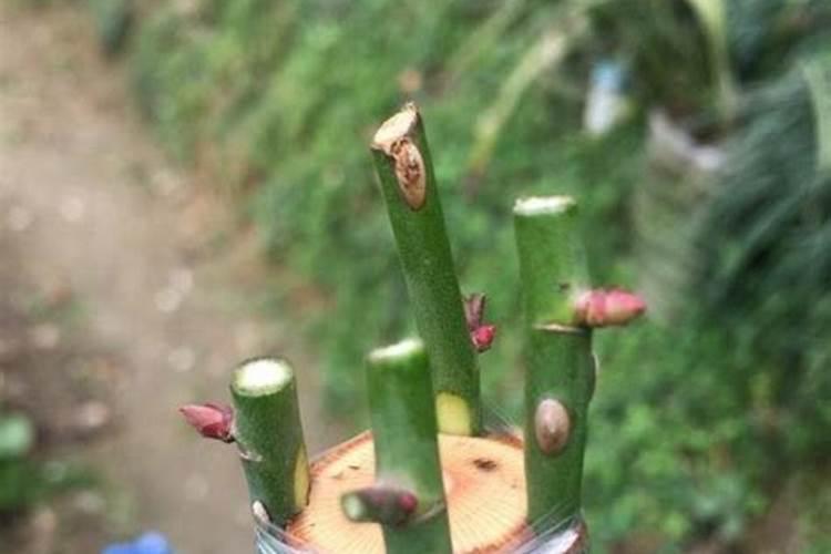 绿萼怎么嫁接