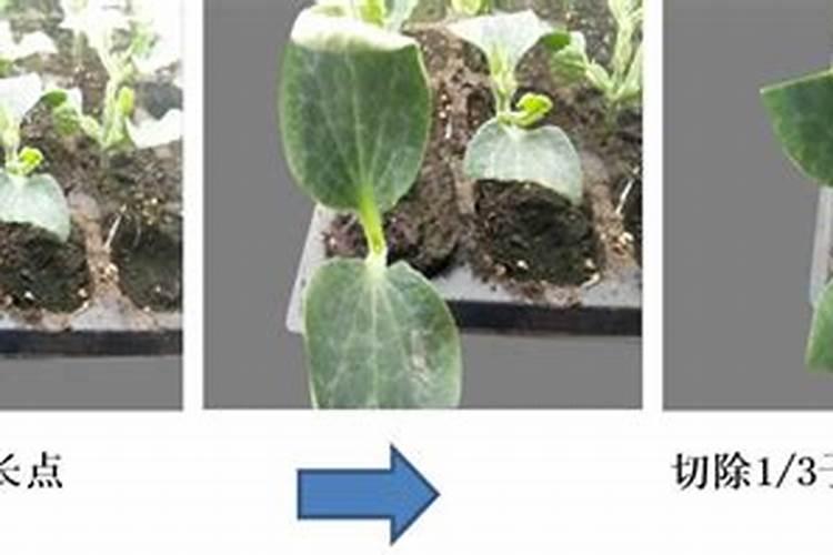 弥核桃植株栽种第一年嫁接应该使用什么农药？