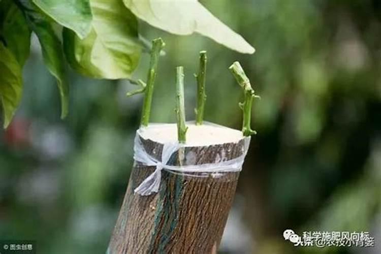 超微型月季嫁接树月多少个芽点最好
