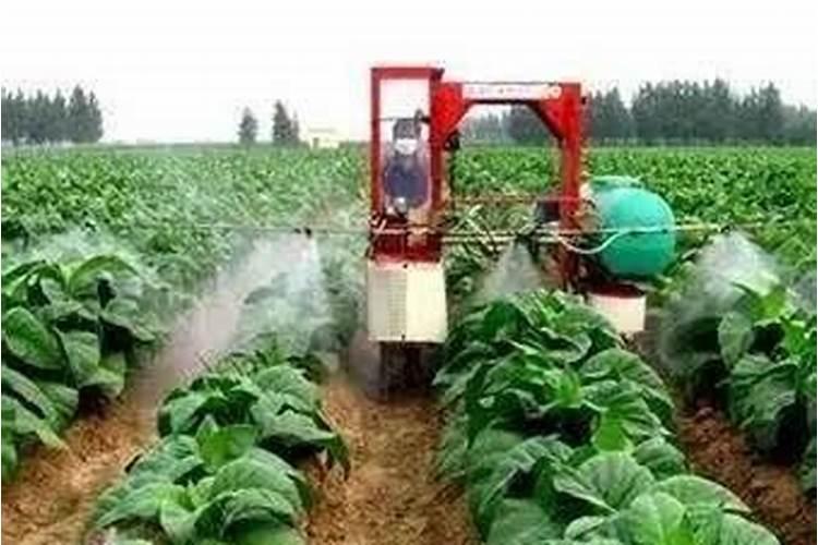 下雨前施肥还是下雨后施肥