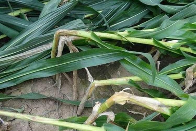 生长季节板栗树如何追肥？