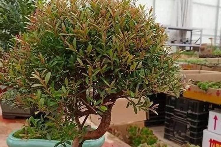 种南瓜用什么肥料又大又甜