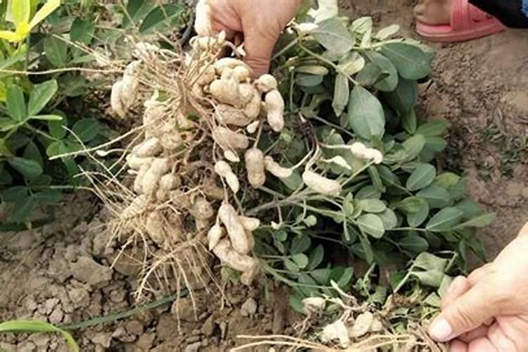 别再傻乎乎地倒掉这5种“垃圾”,拿来养花效果好,还能省大笔钱