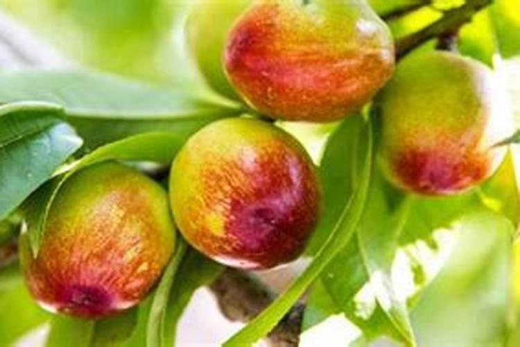 种南瓜用什么肥料最好 种南瓜用的肥料