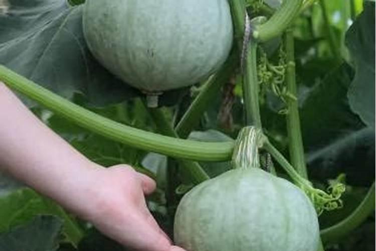 种南瓜用什么肥料又大又甜