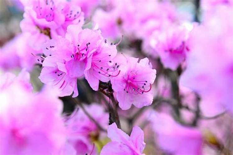 草莓转色不好是什么原因？怎么办