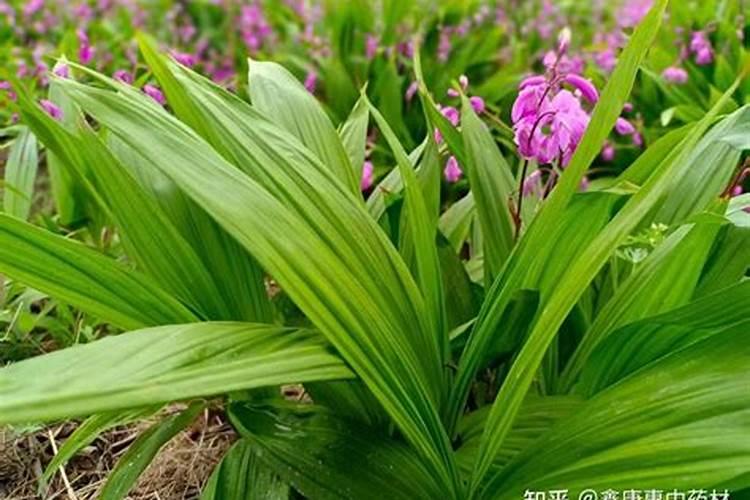 苹果需要什么化肥