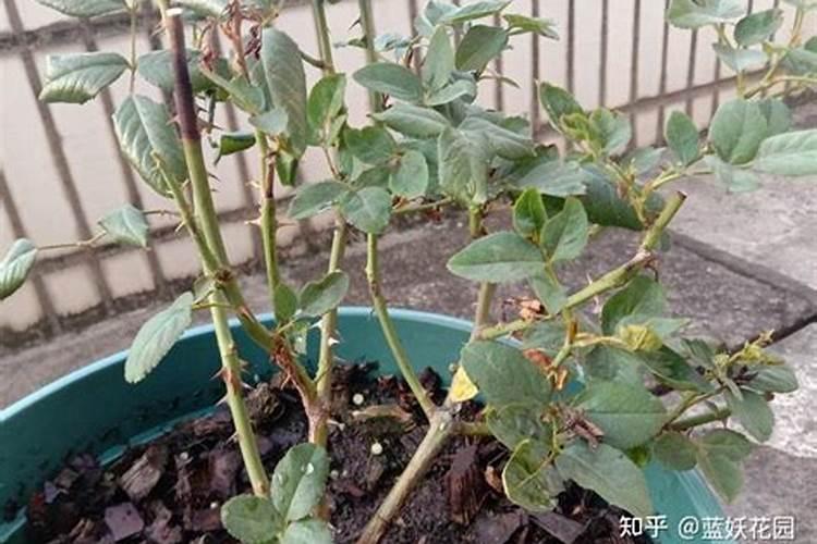 夏季高温,可以给月季施肥吗