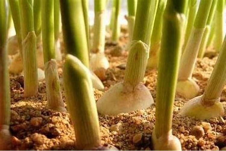 种大蒜需要什么肥料最好