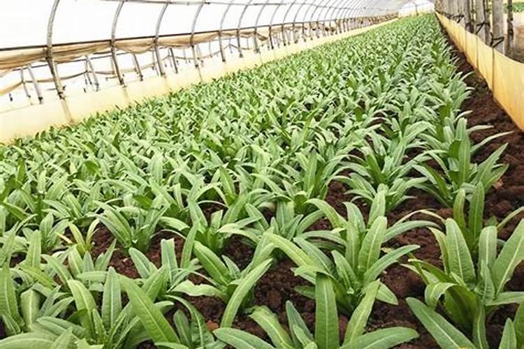 小球玫瑰怎么施肥