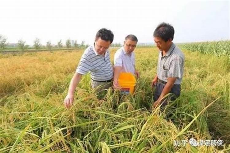 什么是水稻旱育秧