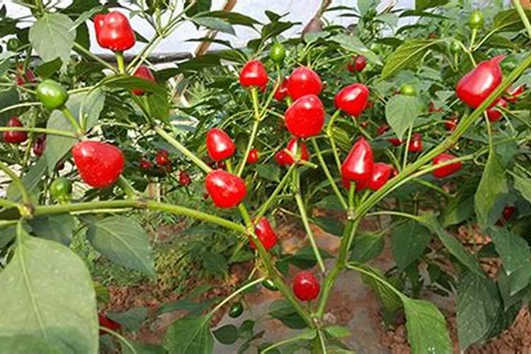 葡萄夏季施肥量大,怎么样施肥？