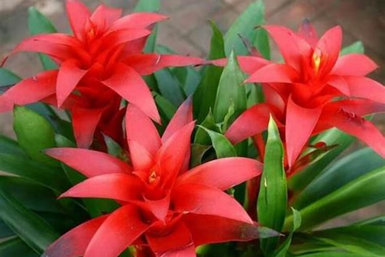 鸿运当头如何施肥？