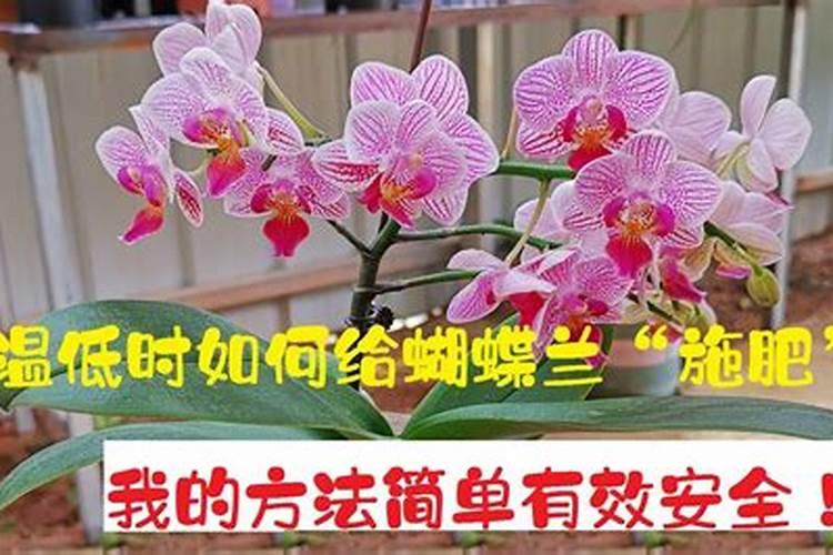 种瓜用什么肥料比较好