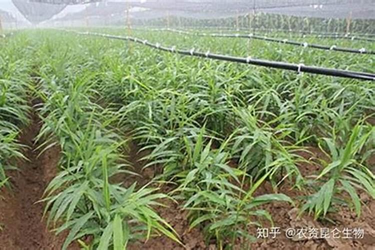 种植大姜想要产量高、品相好,都有哪些技巧？