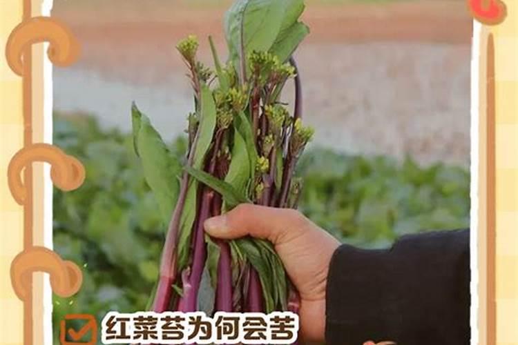 桂花何时施肥对桂花最好