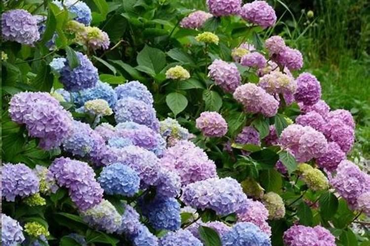 绣球花开花期间怎么施肥