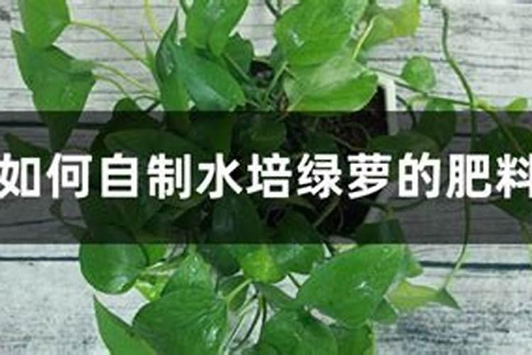 红薯苗长出地面喷什么叶面肥最好？