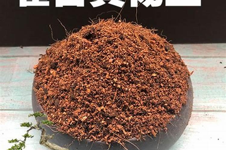 黄杨的生长需要什么肥料