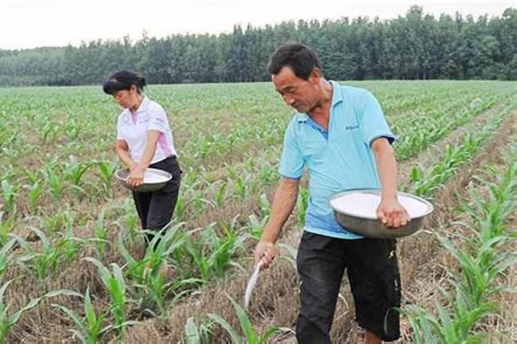养多肉常用的3种肥料,前两种随便用,第三种新手慎用,你知道吗？