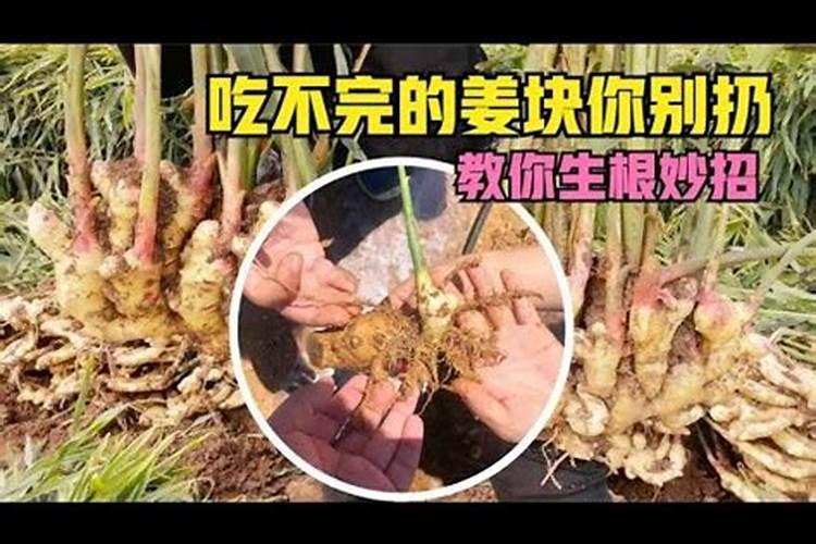大姜的主要病害有哪些？如何防治？