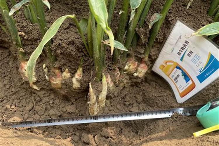 花生底肥用什么肥料好