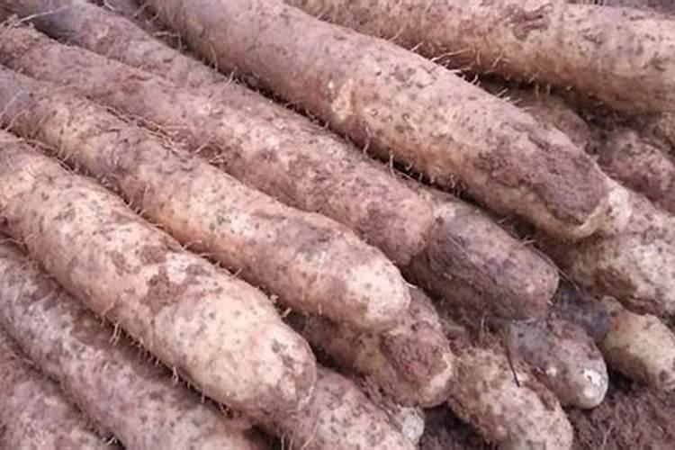 夏天用什么颜色的多肉塑料花盆好