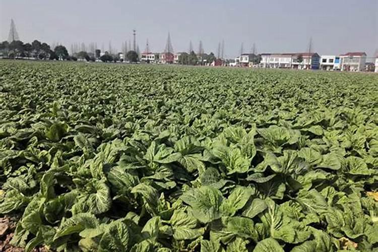 辣椒育苗施肥技巧 可以叶面喷施0