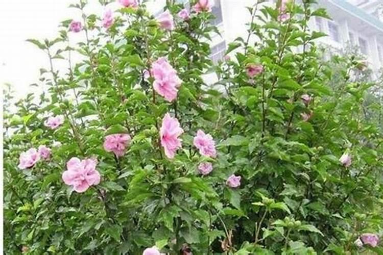 小木槿夏天黄叶枯萎怎么办