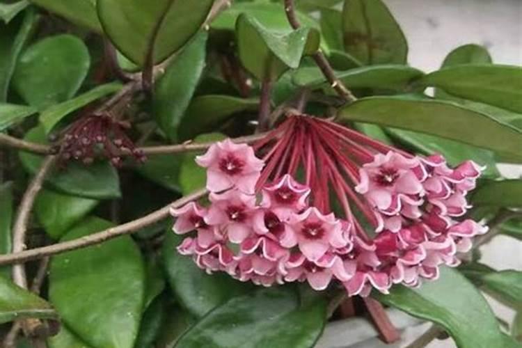 韭菜收割后根部发黄是什么原因