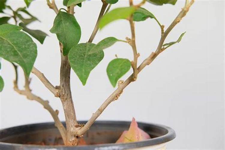 海棠花施什么肥