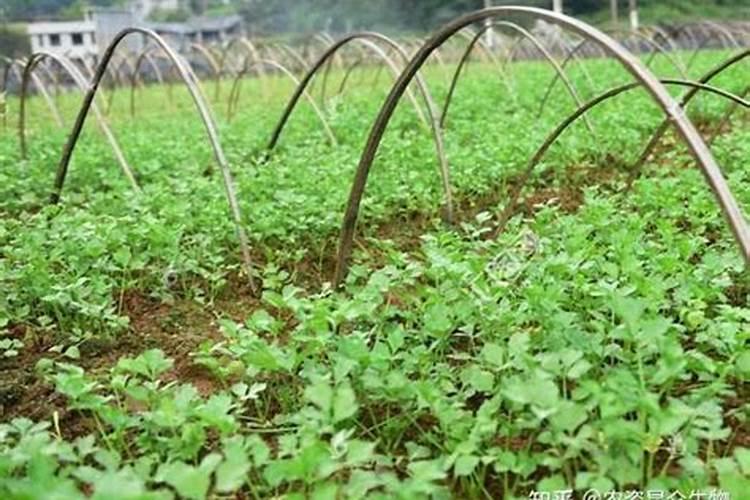 白蒜的叶面肥很重要,种白蒜如何施叶面肥？