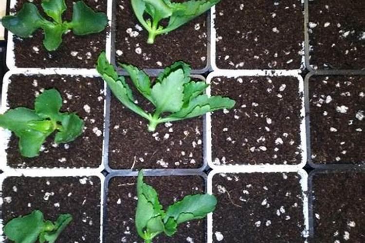 高锰酸钾给鱼消毒的正确方法