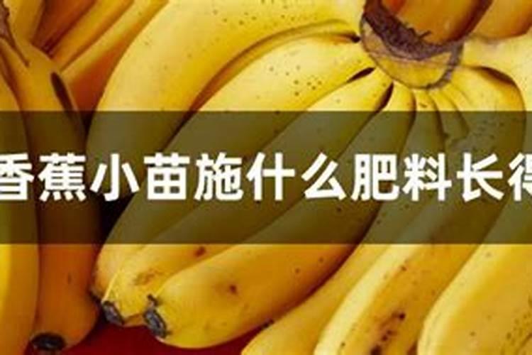 香蕉小苗施什么肥料长得快 香蕉小苗施什么肥长得快